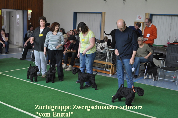 KSA Zuchtgruppe ZSs