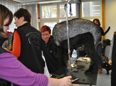 a_Trimmvorfuhrung_2014_033_Kopie - Kopie a_Trimmvorfuhrung_2014_033_Kopie - Kopie