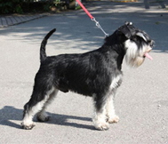 Eddy von Principessa Kopie
