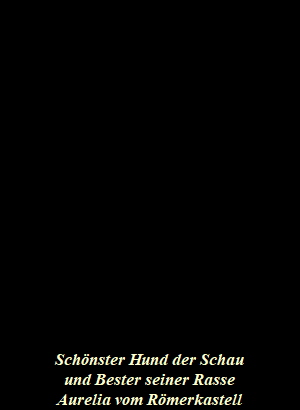 OG+ZZL 2013 07703