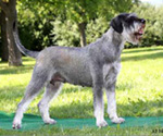 riafaehnle079_48004